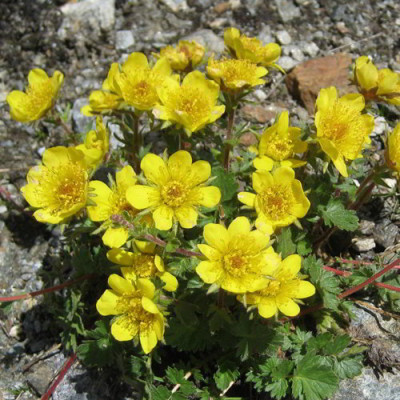 Geum_reptans_wild2010.jpg