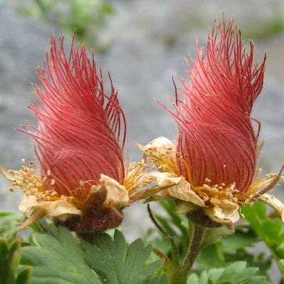 Geum_reptans_frucht.jpg