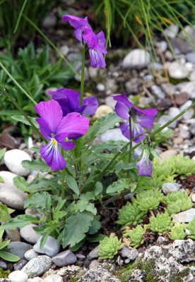 Viola_bertolonii_09.07.12web.jpg