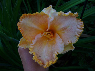 P1020156_Small.JPG