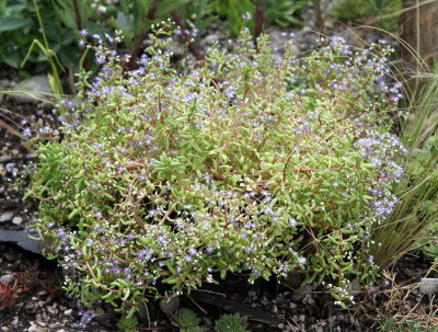 Sedum_caeruleum_09.07.12web.jpg