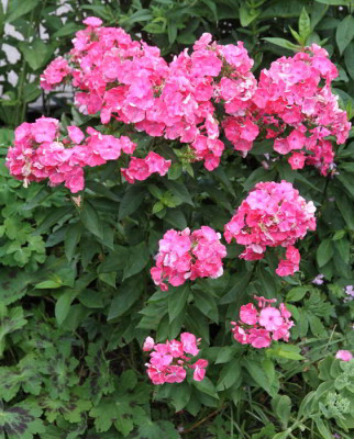 Phlox_09.07.12web.jpg