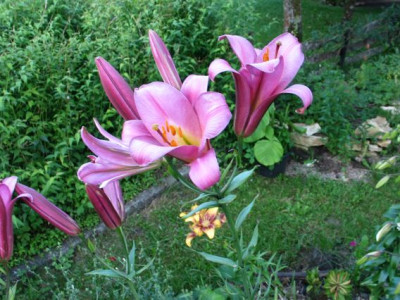 pink-perfection-2012.jpg