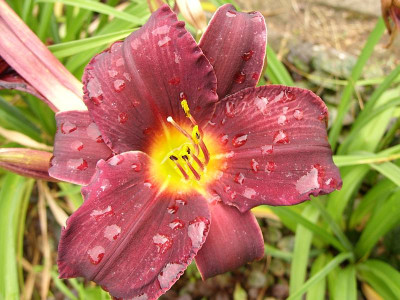 SS851235_stella_in_purple_k.jpg