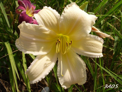 3a05_SS851903_k.jpg