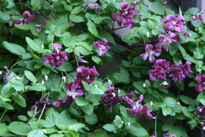 Cl.vit.purpurea_Plena_Elegans0711a.jpg