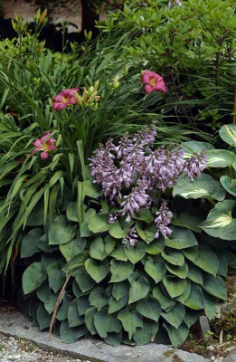 hosta_hem.jpg