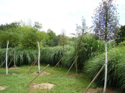 Veitshochheim_09.07.12_042.JPG
