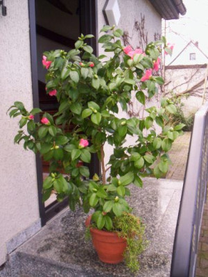 000_0982_0001_Samling_bluht.jpg