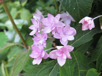 Hydrangea_serrata_Prolifera_Gartenpur.jpg