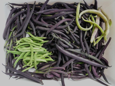 ernte_120710.jpg