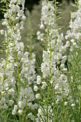 Epilobium-album-Jun2712.jpg