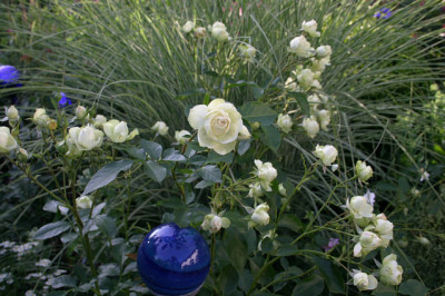 Rose_Lovley_Green0808a.jpg