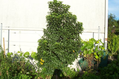 Juli_12_117_Kirschbaum.jpg