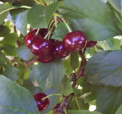 Juli_12_119_Behang.jpg