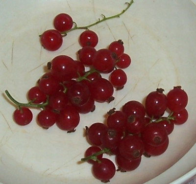 Juli_12_123_Johannisbeerenvergleich.jpg