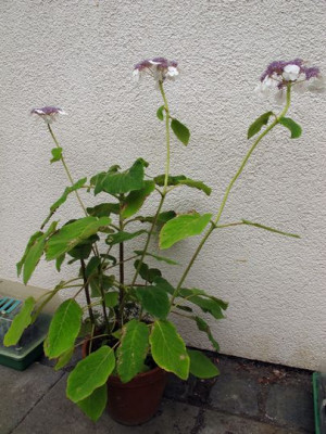 Samthortensie_1_a_fars_2012.jpg