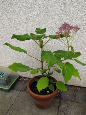Samthortensie_2_a_fars_2012.jpg