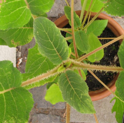 Samthortensie_2_b_fars_2012.jpg