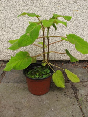 Samthortensie_3_a_fars_2012.jpg