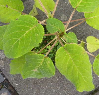 Samthortensie_3_b_fars_2012.jpg