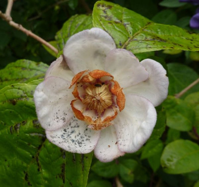 Sinocalycanthus_sinensis_fars_2012.jpg