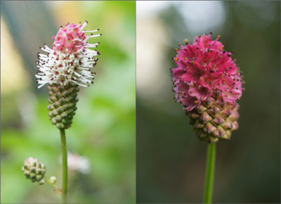 Sanguisorba.jpg