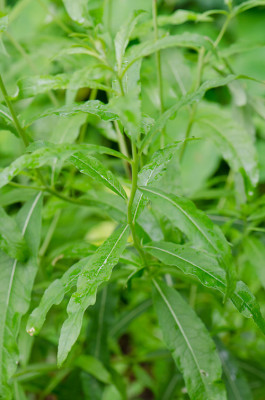 Epilobium-Jul1112.jpg