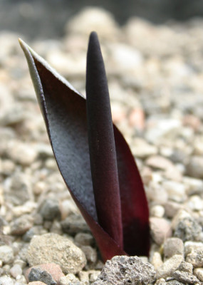 IMG_6279_eBiarum_Biarum_carratracense.JPG
