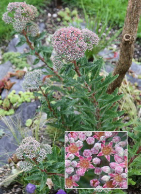 Sedum_telephium_fabaria_11.07.12.jpg