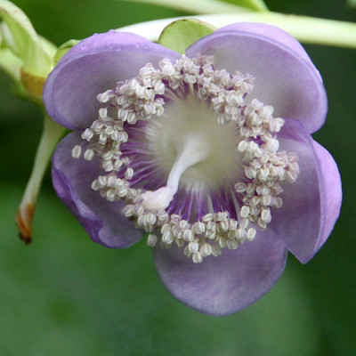 Deinanthe_caerulea_11.07.12web.jpg
