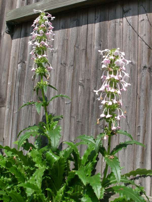 Morinia_longifolia.jpg