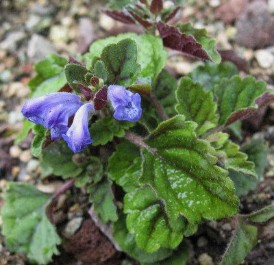 Sutellaria_violacea___24.6.12._022.jpg