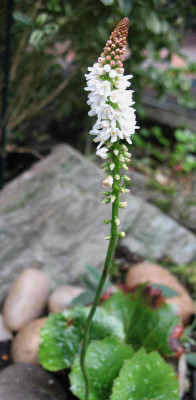 Galax_aphylla__8.7.12._002.jpg