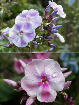 Violetta_Gloriosa_Bauernstolz.jpg