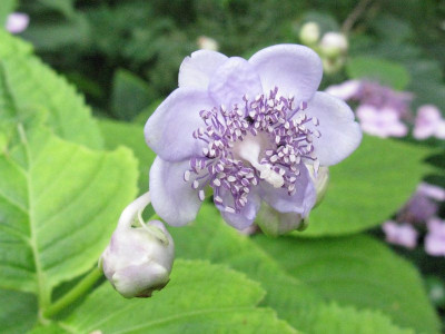 Deinanthe_bifida_Gartenpur.jpg