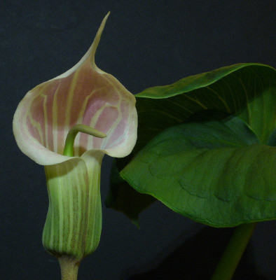 Arisaema_candidissimum_2012_A_800x800_80KB.jpg
