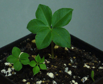 Amorphophallus_myosuroides_grun_800x800_80KB.jpg