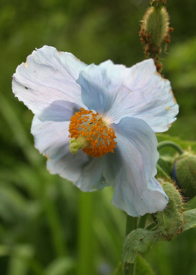 IMG_0572_eMeconopsis_betonicifolia.JPG
