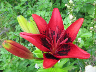Lilium_Pup_Art_120710.jpg
