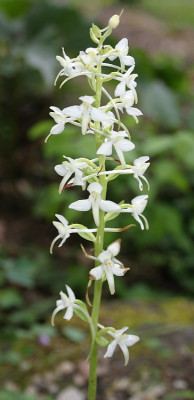 IMG_0567_ePlatanthera_bifolia.JPG
