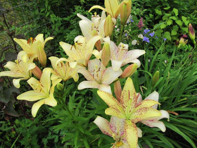 Lilium_Suncrest_120710.jpg