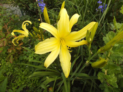 saemling_limoncello_2012_zg1.jpg