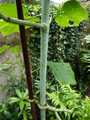 Acer_tegmentosum_fars_2012.jpg