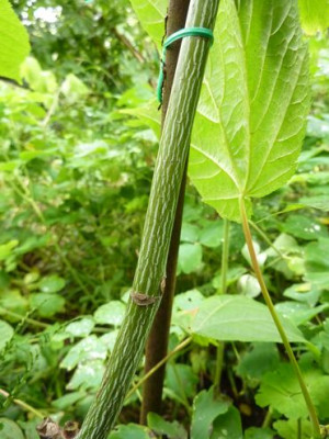 Acer_capillipes_fars_2012.jpg