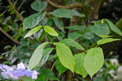 Sinocalycanthus-Jul1212.jpg