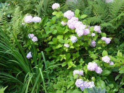Hydrangea_macrophylla_Otaksa_fars_2012.jpg
