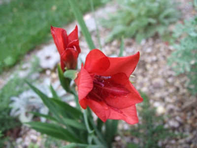 Gladiolus_flanaganii.jpg