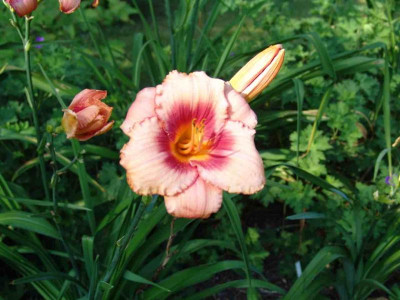 Hemerocallis_Strawberry_Candy.jpg