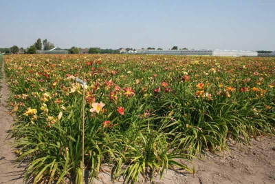 Heemskerk_Hemerocallis_b.jpg